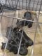 Rottweiler Puppies for sale in Crestview, FL, USA. price: NA