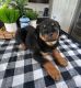 Rottweiler Puppies for sale in Indianapolis, IN, USA. price: NA