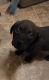 Rottweiler Puppies for sale in St Paul, MN 55114, USA. price: NA