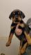 Rottweiler Puppies for sale in Kearney, NE, USA. price: NA