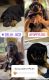 Rottweiler Puppies for sale in Delhi, India. price: 10,500 INR