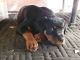 Rottweiler Puppies for sale in 1031 E Benson Hwy, Tucson, AZ 85713, USA. price: $1,400