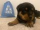 Rottweiler Puppies for sale in New Windsor, MD 21776, USA. price: $2,000