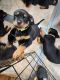 Rottweiler Puppies for sale in Waupaca, WI 54981, USA. price: $900
