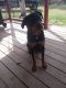 Rottweiler Puppies for sale in Trout Creek, MT 59874, USA. price: $500