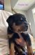 Rottweiler Puppies for sale in Southaven, MS 38671, USA. price: $1,000