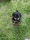 Rottweiler Puppies for sale in Hagerstown, MD, USA. price: $500