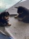Rottweiler Puppies for sale in Ypsilanti, MI, USA. price: $1,800