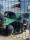 Rottweiler Puppies for sale in Milwaukee, WI, USA. price: $1,500