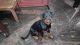 Rottweiler Puppies for sale in Kanpur, Uttar Pradesh, India. price: 15,000 INR