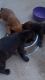 Rottweiler Puppies for sale in Columbus, GA 31904, USA. price: $20