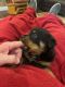 Rottweiler Puppies for sale in Guntersville, AL, USA. price: NA