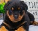 Rottweiler Puppies for sale in Alabama City, Gadsden, AL 35904, USA. price: $700
