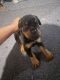 Rottweiler Puppies for sale in Baltimore, MD, USA. price: $1,100