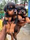 Rottweiler Puppies for sale in Thrissur, Kerala, India. price: 10,000 INR