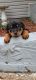 Rottweiler Puppies for sale in Alexander City, AL, USA. price: $1,000