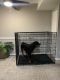 Rottweiler Puppies for sale in Gaithersburg, MD, USA. price: $7,000