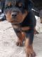 Rottweiler Puppies for sale in Haldwani, Uttarakhand 263139, India. price: 15,000 INR