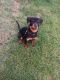 Rottweiler Puppies for sale in 139 Cache Point Ln, Draper, UT 84020, USA. price: $400