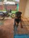 Rottweiler Puppies for sale in Belagavi, Karnataka, India. price: 16,000 INR