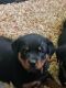 Rottweiler Puppies for sale in Capac, MI 48014, USA. price: $800
