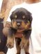 Rottweiler Puppies for sale in Charlotte, NC, USA. price: $2,000