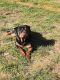 Rottweiler Puppies for sale in Summerfield, NC, USA. price: $1,800
