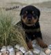 Rottweiler Puppies for sale in Shartlesville, PA 19506, USA. price: $1,200
