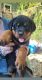 Rottweiler Puppies for sale in Brownsville, PA, USA. price: $1,000