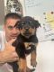 Rottweiler Puppies for sale in Anderson, IN, USA. price: $2,500