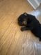 Rottweiler Puppies for sale in Kennesaw, GA, USA. price: NA