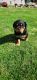 Rottweiler Puppies for sale in Cecil-Bishop, PA, USA. price: $1,800