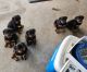 Rottweiler Puppies for sale in Sealy, TX 77474, USA. price: NA