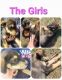 Rottweiler Puppies for sale in Plainfield, IN, USA. price: $50