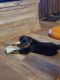 Rottweiler Puppies for sale in Port Charlotte, FL, USA. price: $40,000