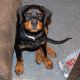 Rottweiler Puppies for sale in Pueblo, CO, USA. price: NA