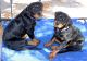 Rottweiler Puppies for sale in Pueblo, CO, USA. price: $250,000