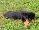 Rottweiler Puppies for sale in Shartlesville, PA 19506, USA. price: $900