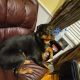 Rottweiler Puppies for sale in La Grange, NC 28551, USA. price: $250