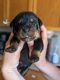 Rottweiler Puppies for sale in Adamsville, AL 35005, USA. price: $1,200