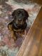 Rottweiler Puppies for sale in Kalispell, MT 59901, USA. price: NA