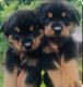 Rottweiler Puppies for sale in Fort Lauderdale, FL, USA. price: $1,000