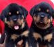 Rottweiler Puppies for sale in Miami Beach, Florida. price: $550