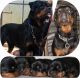 Rottweiler Puppies for sale in Kottarakara, Kerala. price: 15,000 INR