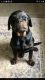 Rottweiler Puppies for sale in Terre Haute, IN, USA. price: $800