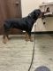 Rottweiler Puppies for sale in Richmond, Texas. price: $1,000