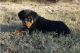 Rottweiler Puppies for sale in Branford, Florida. price: $500