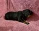 Rottweiler Puppies for sale in Catonsville, MD 21228, USA. price: $1,000