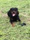 Rottweiler Puppies for sale in Orlando, FL, USA. price: $500