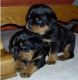 Rottweiler Puppies for sale in Philadelphia, Pennsylvania. price: $500